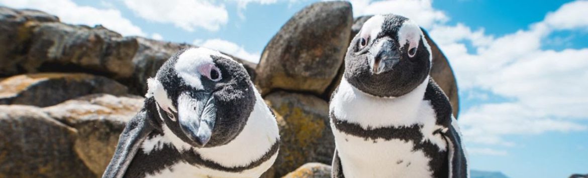 sudafrica, la terra dei big 7 una destinazione d’eccellenza