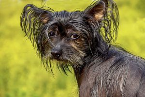 cani lasciati sui balconi al sole, sempre più casi pixabay dog 4882997 1280