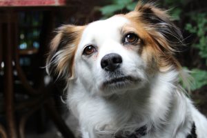 cani lasciati sui balconi al sole, sempre più casi pixabay pochacz 3429043 1280