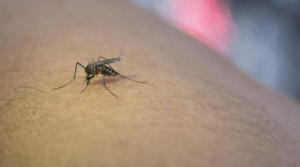 west nile virus cos’è e come proteggersi davvero