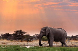 africa scopri l’anima naturale del continente (3)