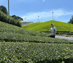 matcha mania la polvere verde che ha conquistato il mondo (3)