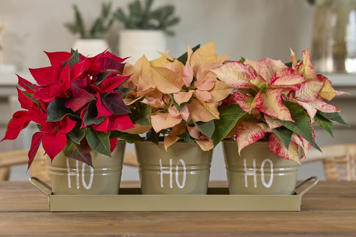 stella di natale ph press