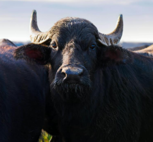 sanremo mania anche le bufale pazze per il festival! (2)