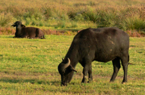 sanremo mania anche le bufale pazze per il festival! (3)