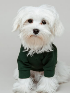 accessori pet di lusso a milano il nuovo salotto del design (7)