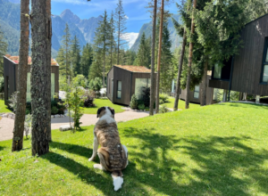 in viaggio con il pet le mete top per un’estate insieme (4)