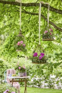 gerani ph pelargonium for europe