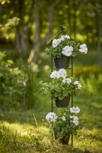 gerani ph pelargonium for europe1