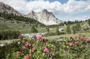 forest bathing in italia dove rigenerarsi tra gli alberi (4)