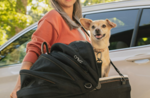 cane in auto la guida per un viaggio senza stress (2)
