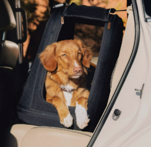 cane in auto la guida per un viaggio senza stress (3)
