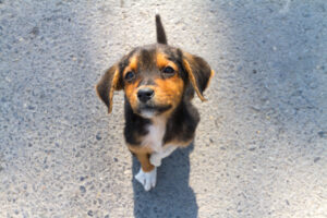 little lonley puppy abandoned
