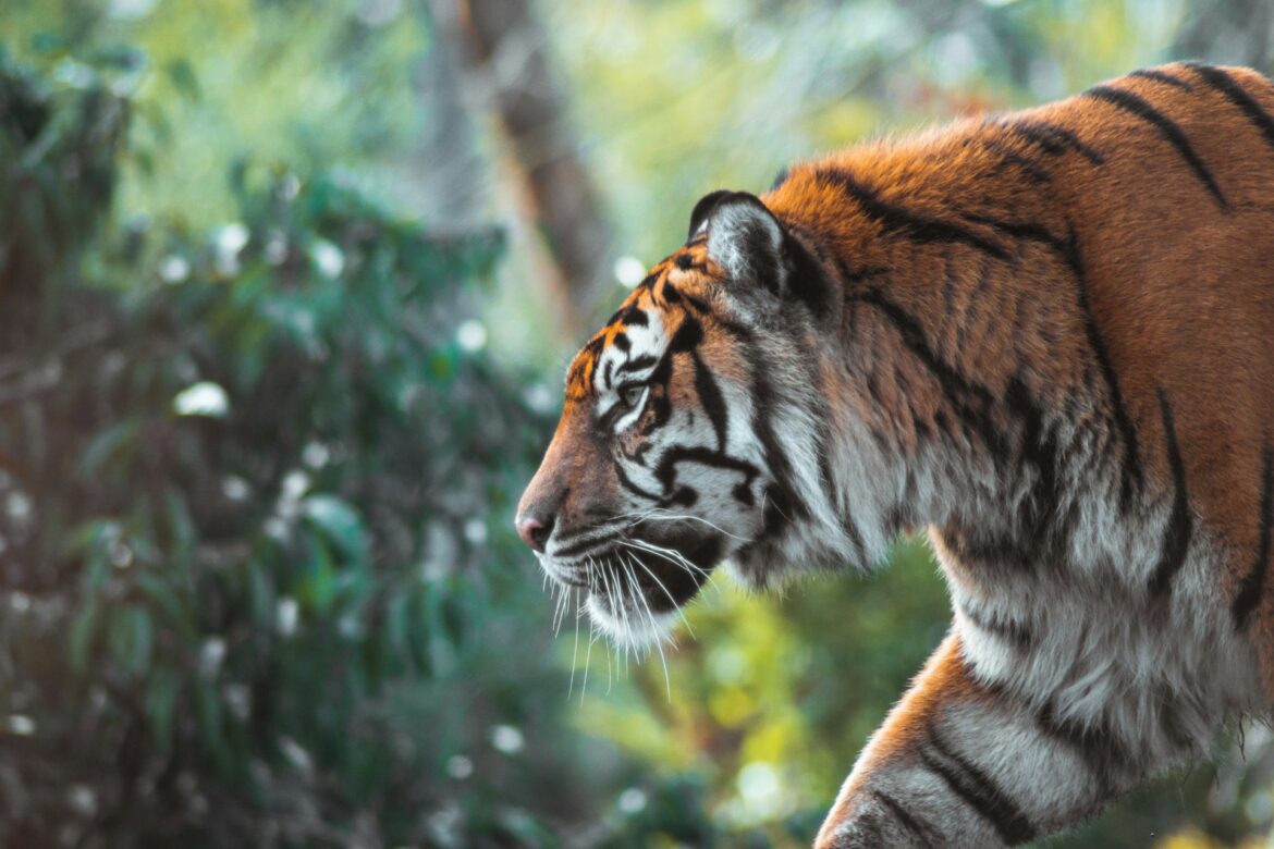 Tigre ph Unsplash