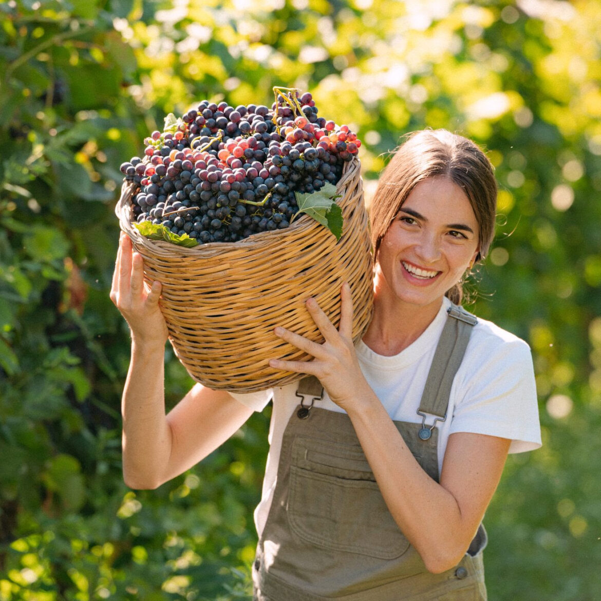 vendemmia 2026 perché i calici di quest’anno stupiranno
