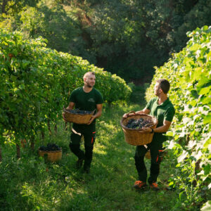 vendemmia 2026 perché i calici di quest’anno stupiranno (2)